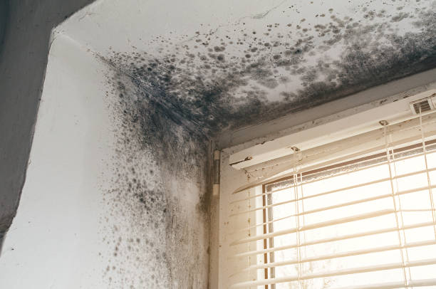 Affordable Mold Cleanup solutions in Oxford, MD